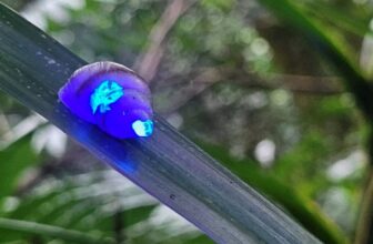 These Glowing Snails Are a Enormous Win for Conservation—and They’re Freaking Cool
