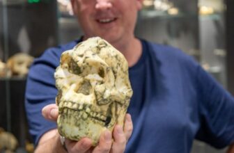 One of many Most Full Human Ancestors Ever Discovered Isn’t Who We Thought It Was